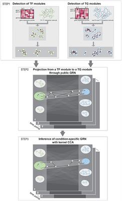 Construction of Condition-Specific Gene Regulatory Network Using Kernel Canonical Correlation Analysis